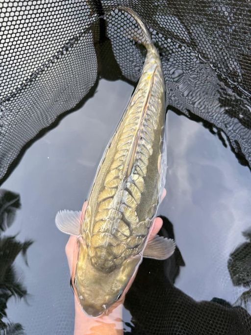 ARAGOKE MIDORI 42cm