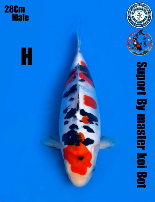 SANKE DOITSU UNCHEK MALE 28cm