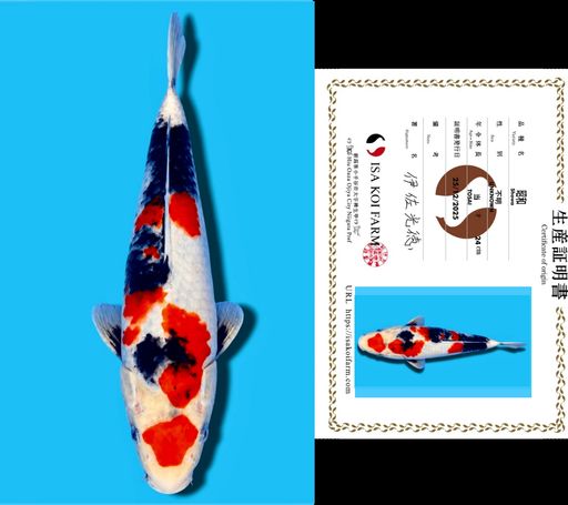 HQ SHOWA MARUTEN FROM ISA KOI FARM 25cm