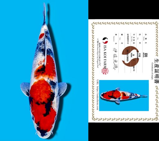 HQ KINDAI SHOWA FROM ISA KOI FARM 28cm