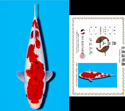 HQ SHOWA TATEGOI FROM ISA KOI FARM 26cm