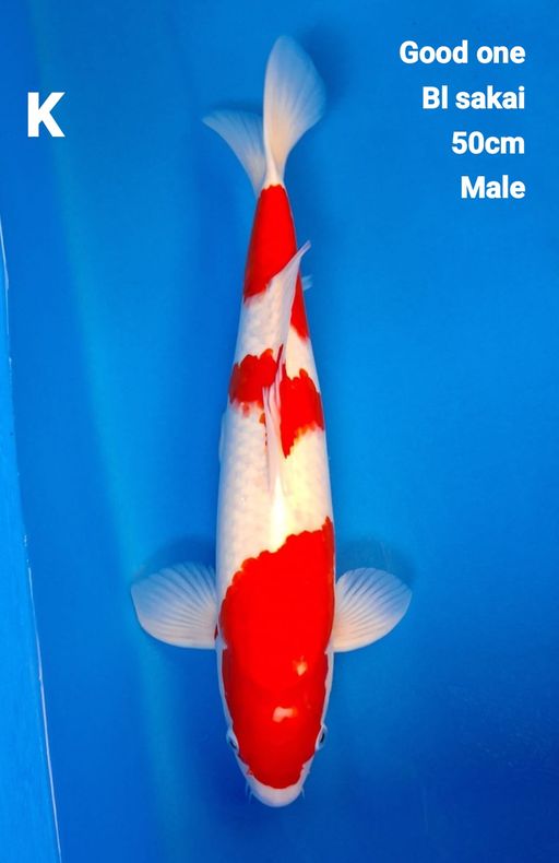 GOOD ONE BL SAKAI KOHAKU 50cm