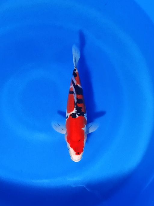 SANKE DOITSU HQ 31cm