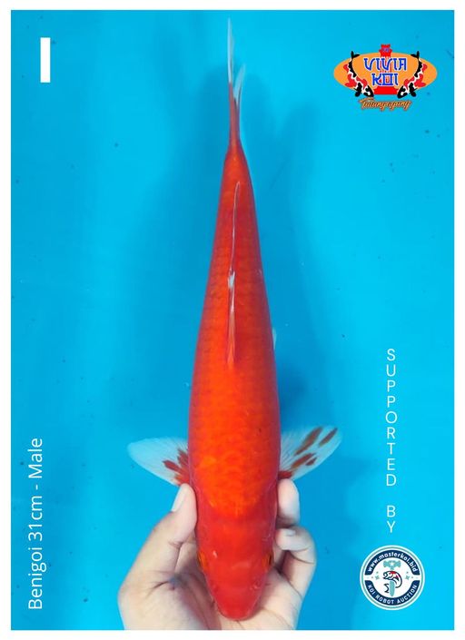 BENIGOI 31cm