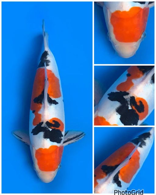 SANKE DOITSU KINDAI MALE 26cm
