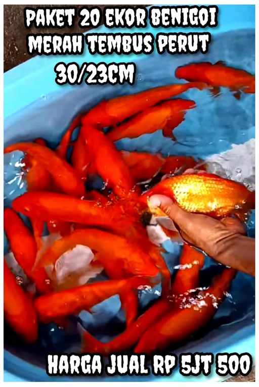 BENIGOI MERAH TEMBUS PERUT 20 EKOR SUPERAN JOS JOS POSISI IKAN DI GALLERY KOI BOJONEGORO 3023cm