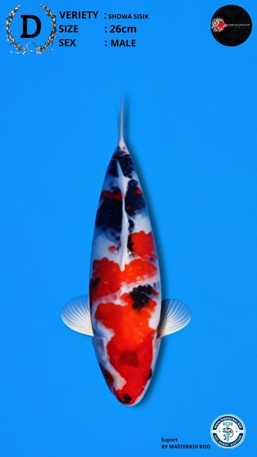 SHOWA SISIK 26cm