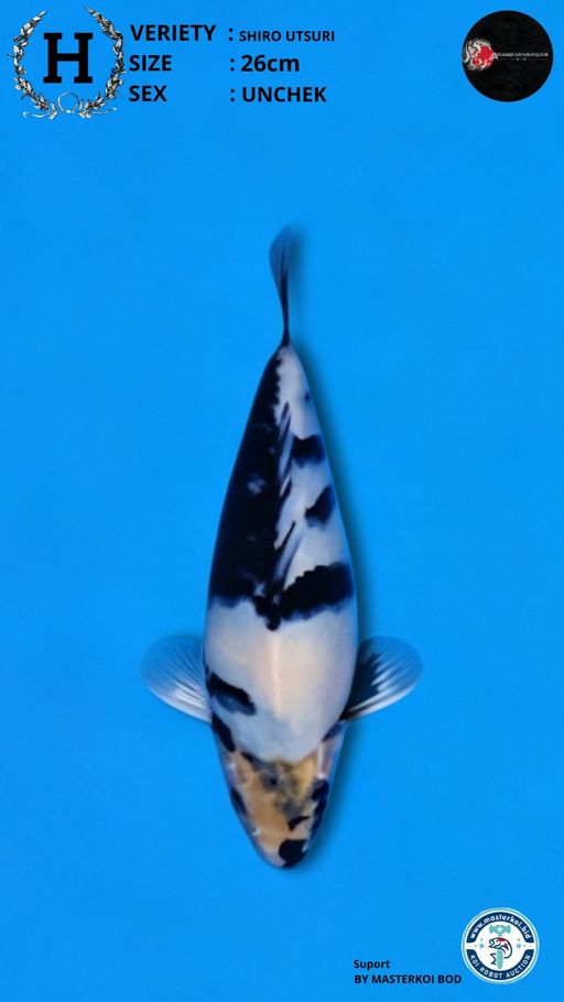 SHIRO UTSURI SISIK 36cm