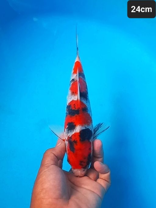 SHOWA 24cm
