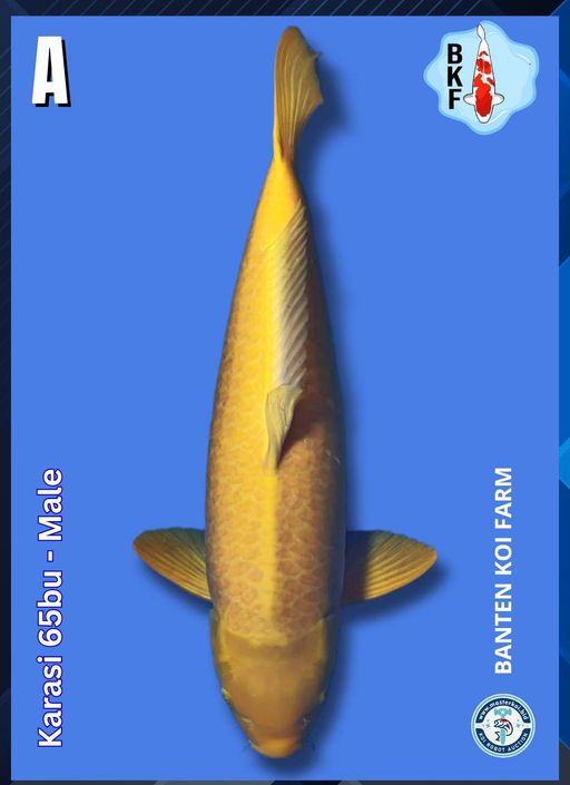 KARASI 65BU