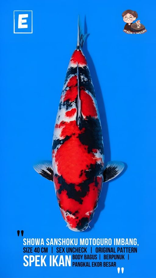 SHOWA SANSHOKU MOTOGORO IMBANG SKIN GLOWING BENI MERAH STRONG SUMI BAGUS POLANYA PAKEM BAKAT MEWAH 40cm
