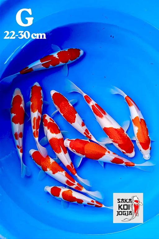 KOHAKU KUALITAS SANGAT BAGUS SIZE 22 SD 30cm