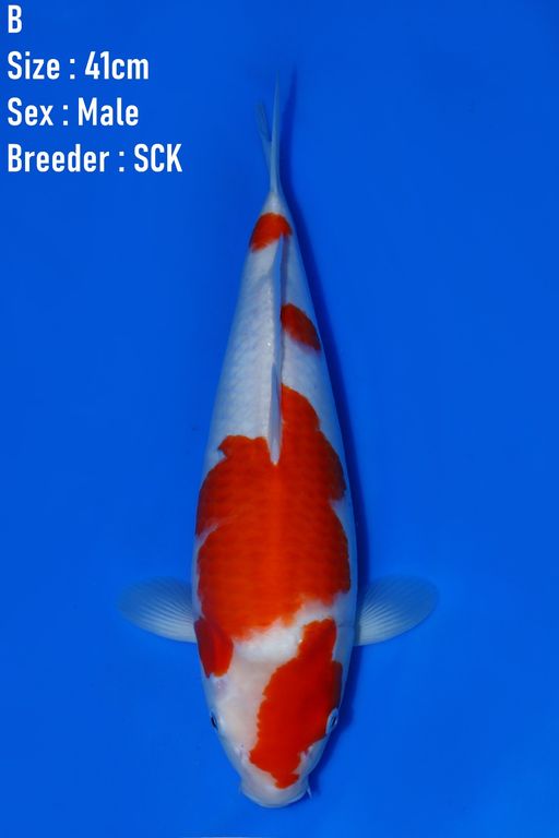 LELANG JUMBO TOSAI SCK PRODUCT KOHAKU 41cm
