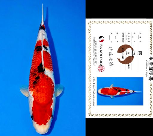 HQ SHOWA FROM ISA KOI FARM 27cm