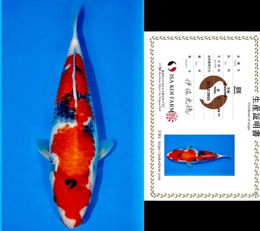 HQ SHOWA TATEGOI FROM ISA KOI FARM 23cm