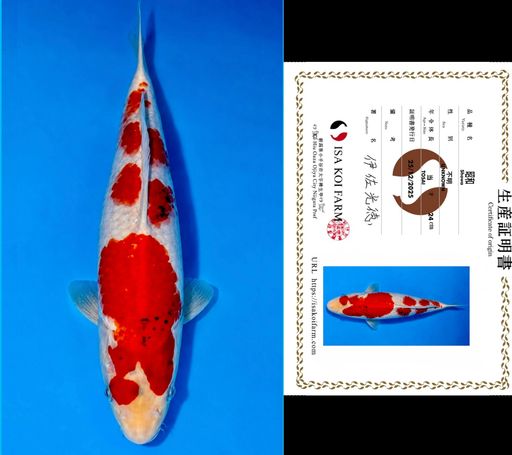 HQ SHOWA TATEGOI FROM ISA KOI FARM 26cm