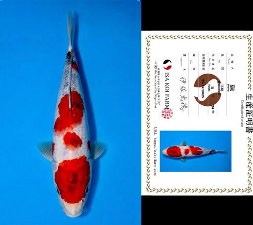 HQ SHOWA TATEGOI FROM ISA KOI FARM 25cm