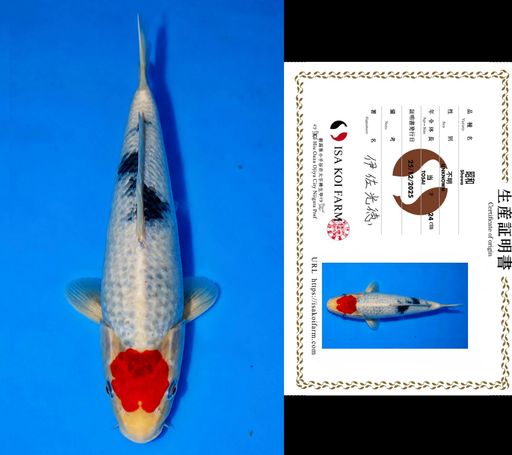 HQ TC SHOWA FROM ISA KOI FARM 26cm