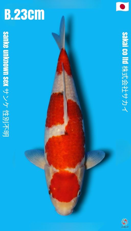 MARUTEN SANKE TATEGOI HQ SAKAI CO 3 STEP 23cm