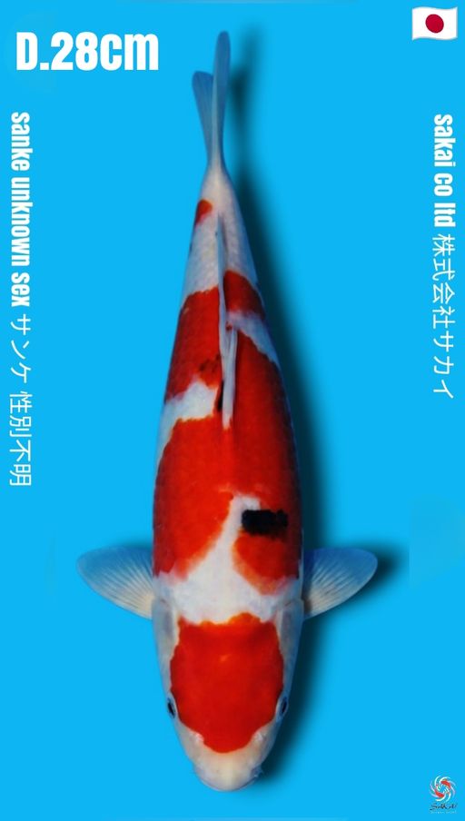 SANKE SAKAI CO TATEGOI HIGH QUALITY CALON JUMBO 28cm