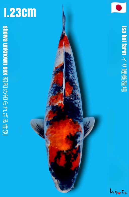 SHOWA CLASSIC ISA KOI FARM HIGH QUALITY CALON MONSTER 23cm