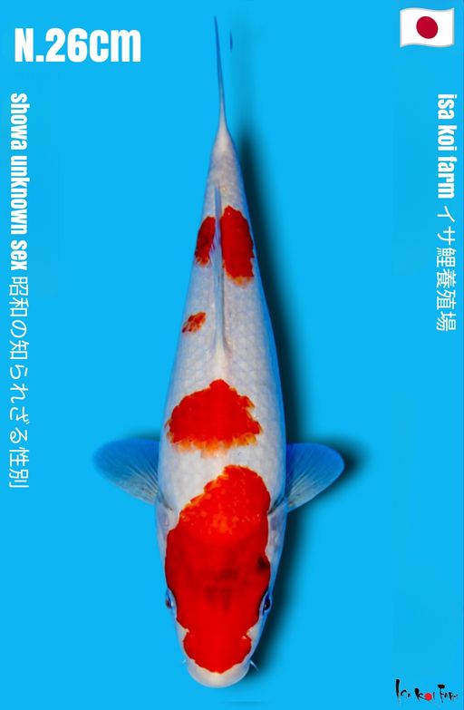 SHOWA ISA KOI FARM TATEGOI 3 STEP HIGH QUALITY 26cm
