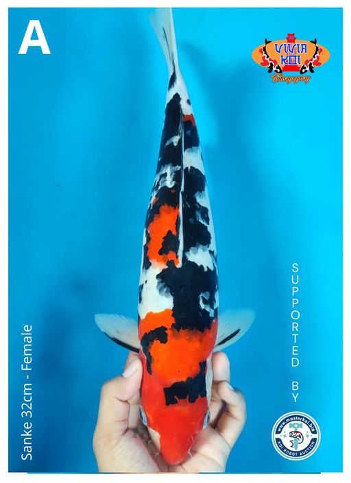 SANKE 32cm