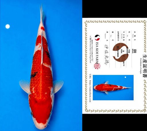 HQ SHOWA TATEGOI FROM ISA KOI FARM 25cm