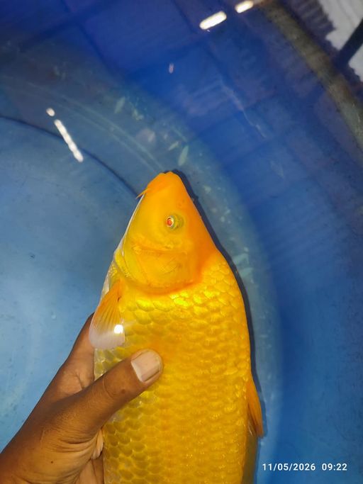 KARASI MANGO JANTAN MUNUK 34cm