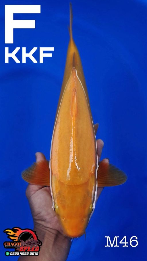 KARASI KKF 47cm