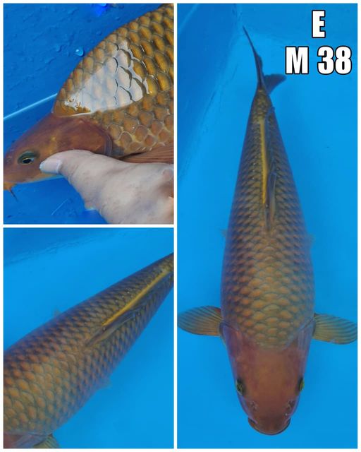 CHAGOIBULKIE BERPUNUK 38cm