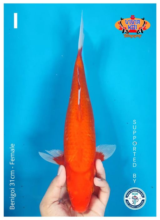 BENIGOI 31cm