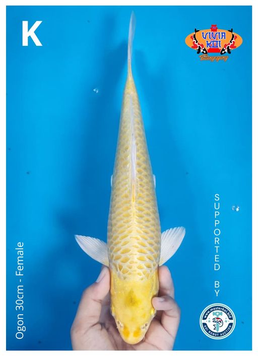 OGON 30cm