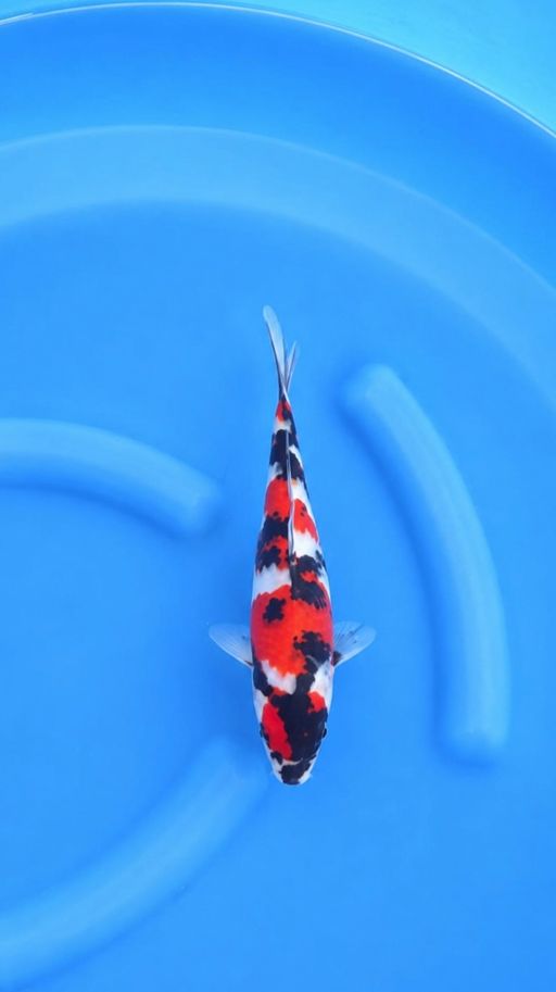 MARUTEN SHOWA SANSHOKU ISTIMEWA 19cm