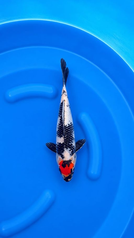 TANCHO SHOWA 28cm