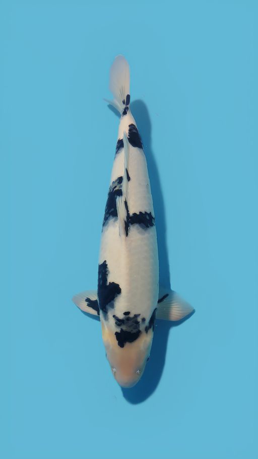 SHIRO HQ 54cm