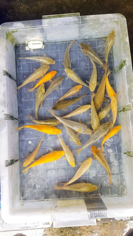 PAKET BIBITAN POLOSAN MIX 30EKOR GRADE A BAHAN PUNUK JOSS MAYORITAS FULL GINRIN 1015cm