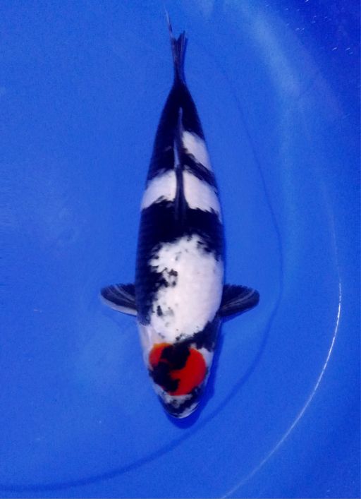 TANCHO SHOWA BLODLINE SAKAI MALE 30cm