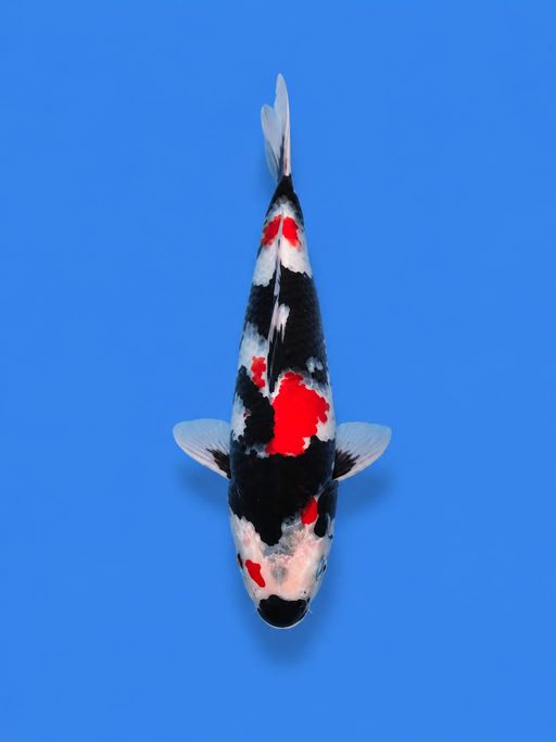 KINDAI SHOWA SUPER HALUS STRONG SUMI BASAH MOTOGORO PRESISI TOP SQ 19cm