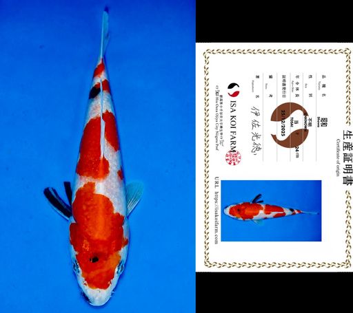 HQ SHOWA TATEGOI FROM ISA KOI FARM 23cm