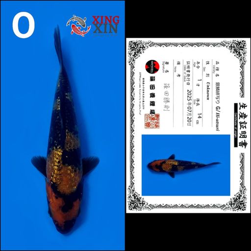 GINRIN HIUTSURI SHINODA 14cm
