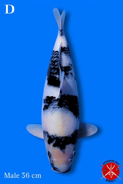 SHIRO UTSURI 36cm