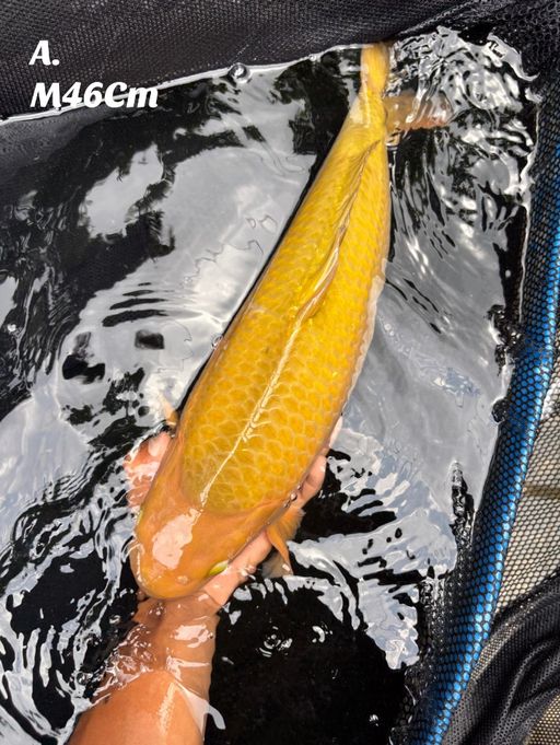 CAGOI IJO BL KKF BABYFACE MALE 46cm