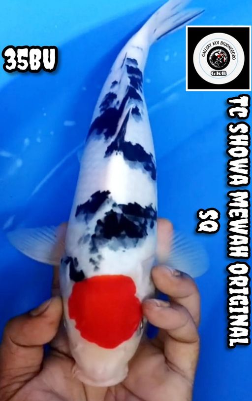 THANCO SHOWAMALE MEWAH ORIGINAL SQ BODY ISTIMEWA CALON MONSTER KOLAM LOKASI BOJONEGORO 35BU 34cm