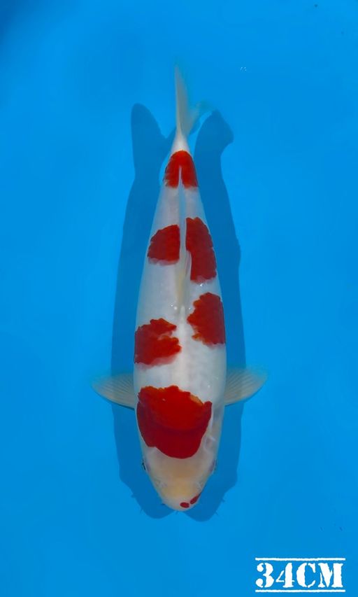 KOHAKU AKF BLOODLINE 34cm