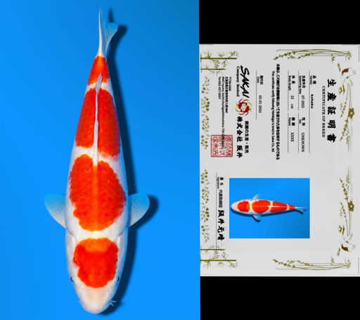 YONDAN KOHAKU SAKAI CO LTD KOI FARM 25cm