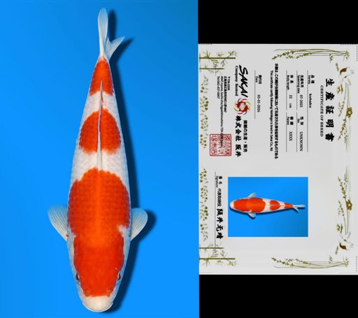 KOHAKU SAKAI CO LTD KOI FARM 24cm