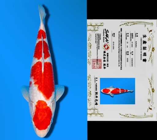 YONDAN KOHAKU SAKAI CO LTD KOI FARM 25cm