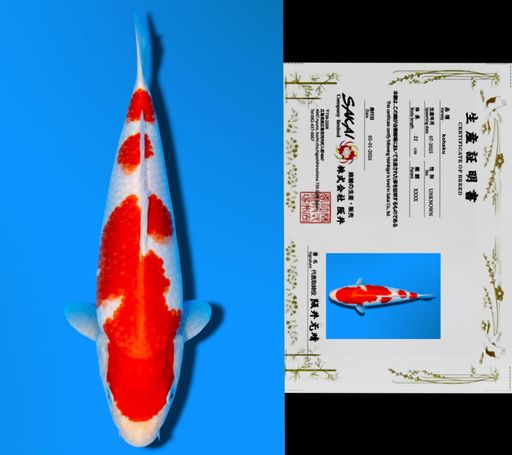 KOHAKU SAKAI CO LTD KOI FARM 24cm