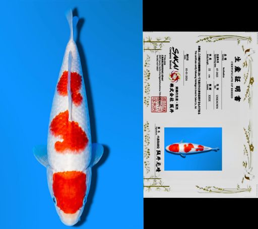 SANDAN KOHAKU SAKAI CO LTD KOI FARM 23cm